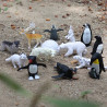 Indpls Zoo|oenux Animal Model Set - Pvc Action Figures For Kids & Collectors